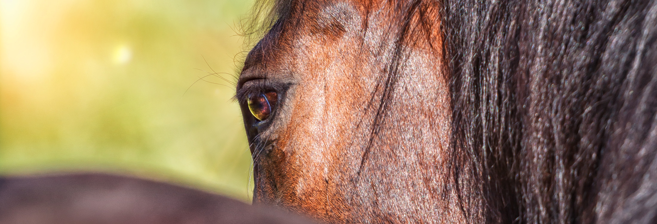 Pferdekopf mit Auge im Focus